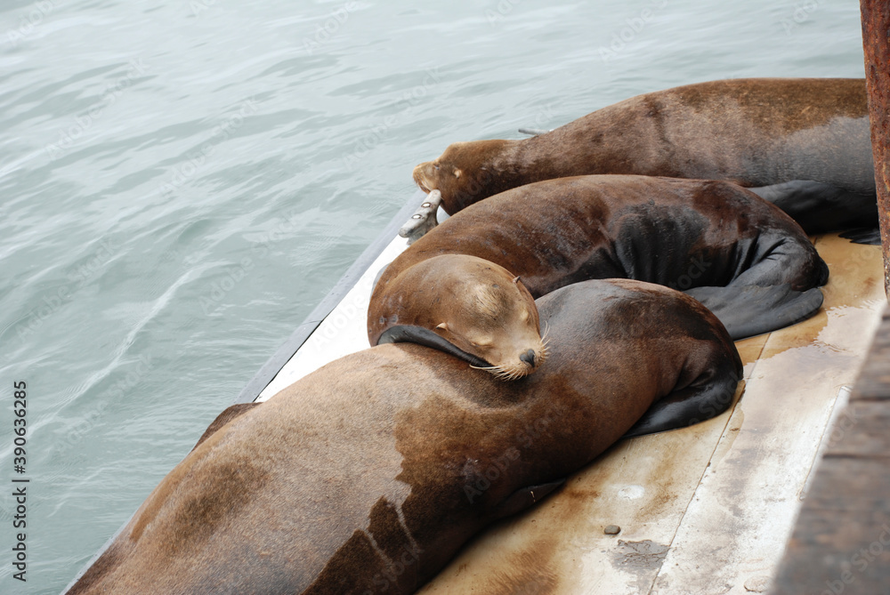 Fototapeta premium Seals on Santa Cruz Pier