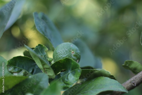 Lime green tree hanging from the branches lime ready for harvest fresh on tree in backyard garden.Green limes on a tree