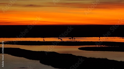 Birds in the stream, with the sunset in the background, in the ibera estuaries.
