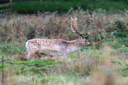 Fallow Deer  Dama dama  buck in a deer park in the UK