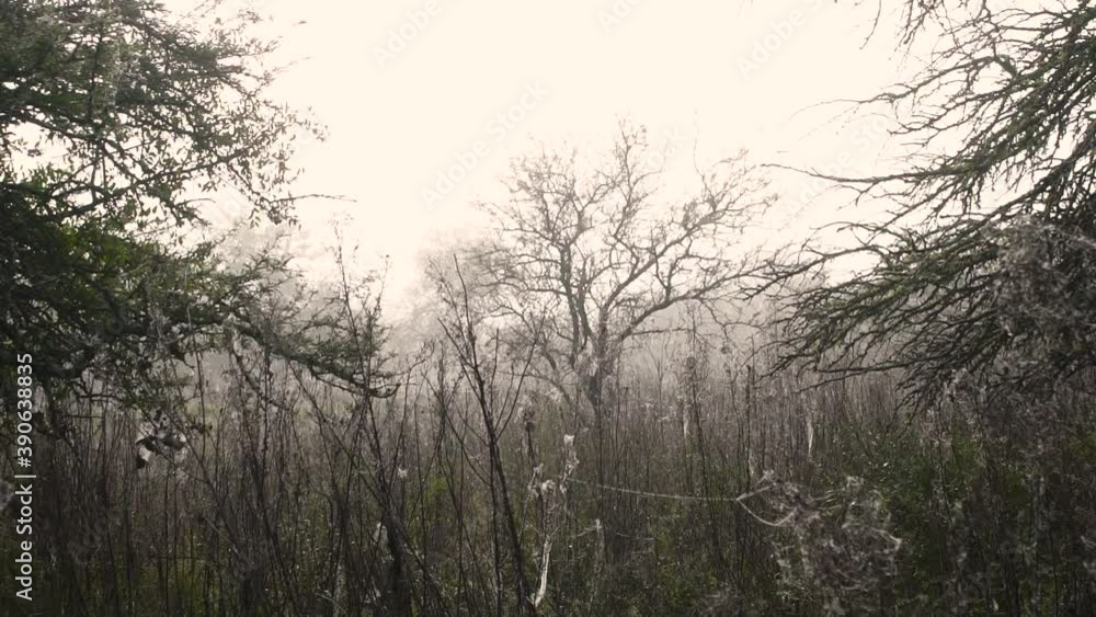 The field on a foggy day, the plants full of dew and spider webs The field on a foggy day, the plants full of dew and spider webs