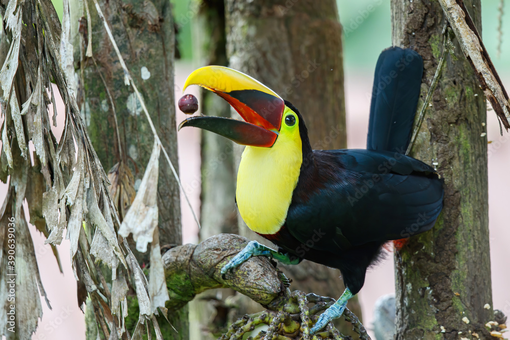 Φωτογραφία Chestnut-mandibled toucan or Swainson’s toucan, Ramphastos ambiguus swainsonii