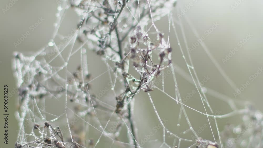 Plant surrounded by spider web, a very foggy day in the field. Plant surrounded by spider web, a very foggy day in the field.