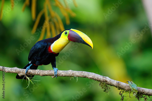 Chestnut-mandibled toucan or Swainson’s toucan, Ramphastos ambiguus swainsonii. Yellow-throated toucan sitting on a branch in BocaTapada in Costa Rica , Сentral America