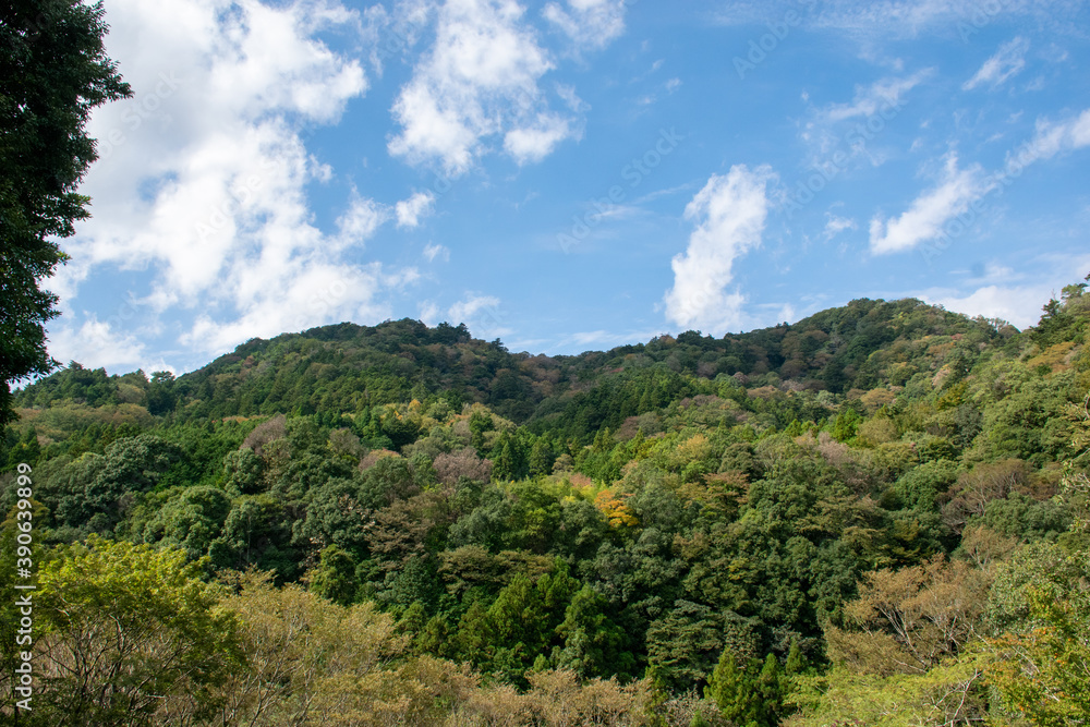 天城峠の秋景色｜中伊豆の杜は表情が豊かで秋空に映えます