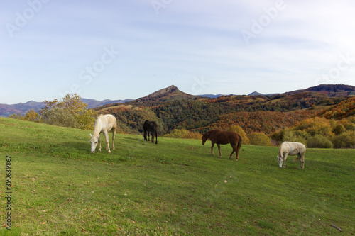 Col de Lizarrieta avec des chevaux en pâture