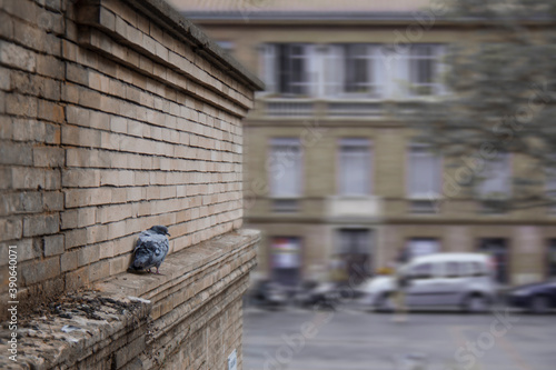 Wallpaper Mural Scared pigeon sitting on the cornice of a brick cathedral. Blurred fast street on the background. Torontodigital.ca