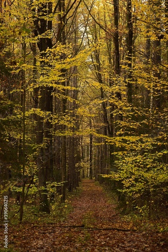 Fototapeta Naklejka Na Ścianę i Meble -  Jesienny las
