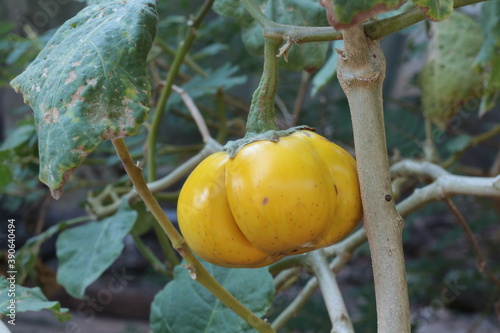 Yellow thai eggplant on tree. Thai yellow eggplant fruits on background blurred green nature 