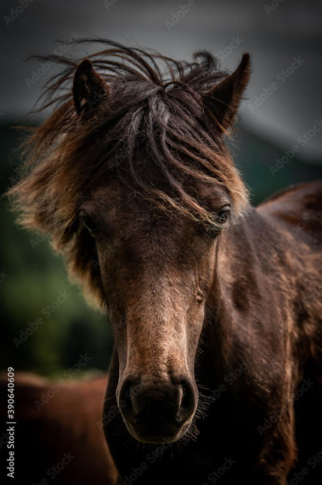 Obraz premium portrait of a wild horse