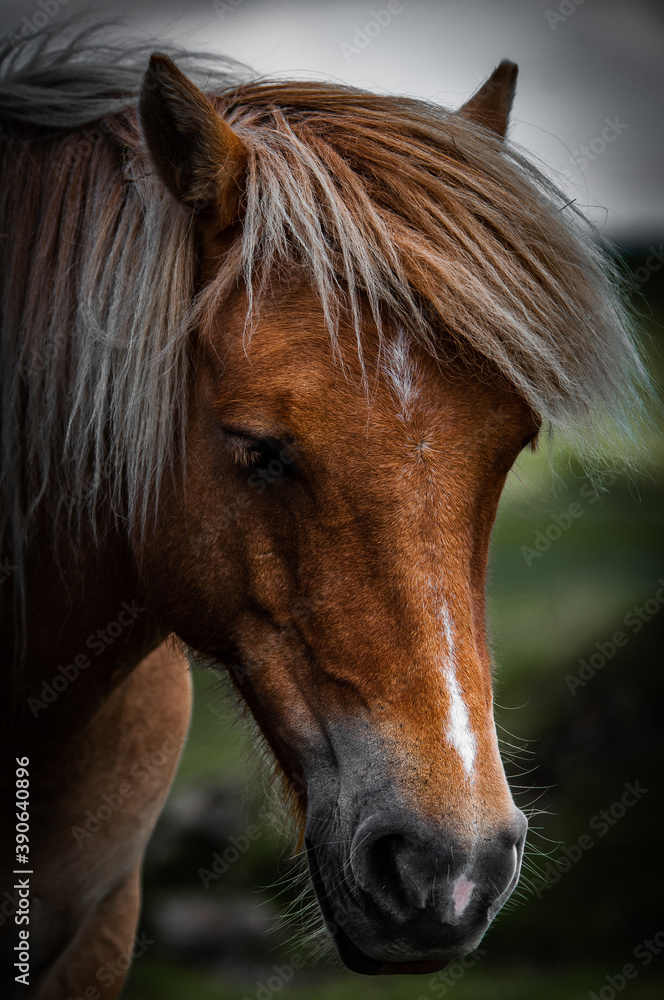 Obraz premium brown horse portrait