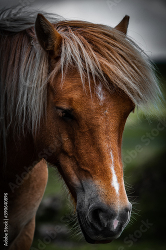 brown horse portrait © stu