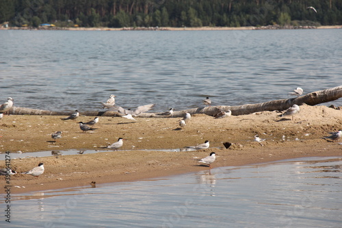 seagulls on the beach