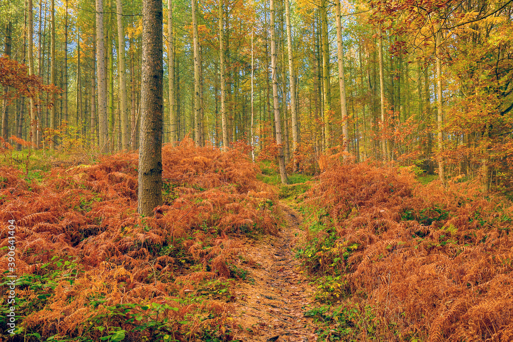 Autumn scenes in the UK Autumn scenes in the UK