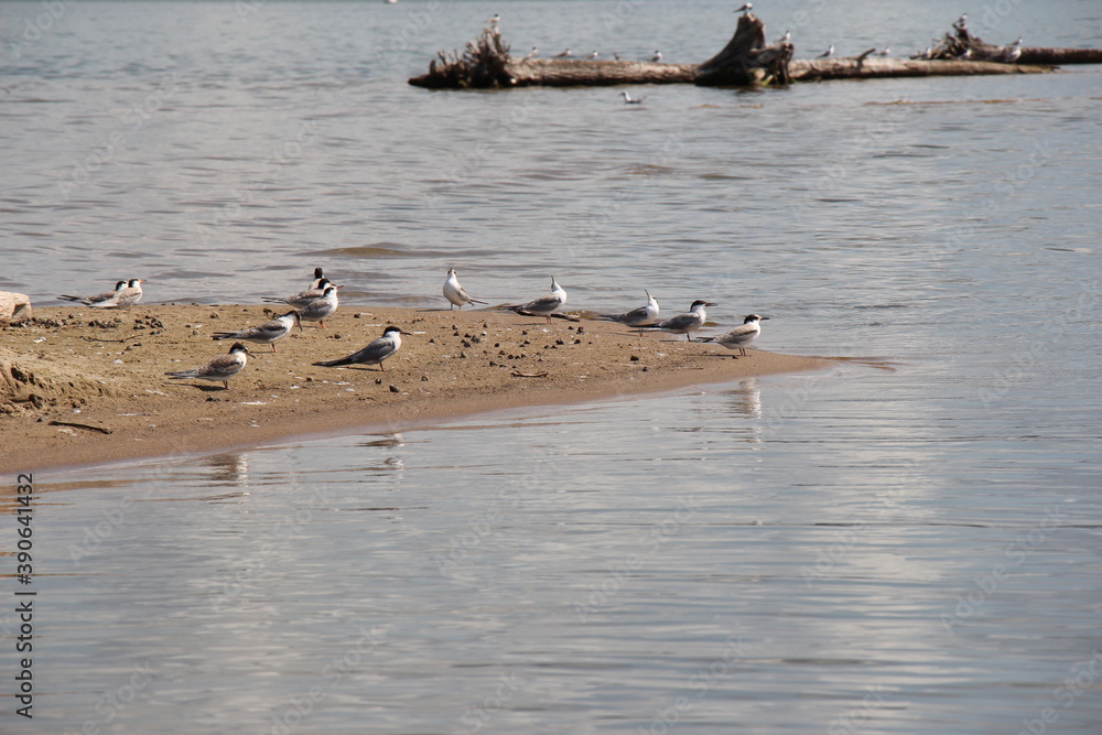 seagulls on the shore seagulls on the shore