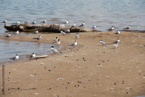 Seagulls on the sea. Birds on the sand spit. Birds on the beach