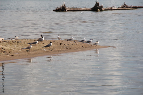 seagulls on the shore