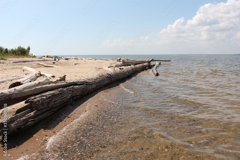 Tree logs on the sea shore. Beach with logs	