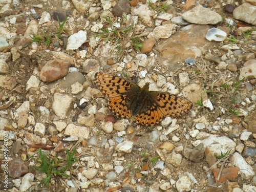 Pearl-bordered fritillary butterfly