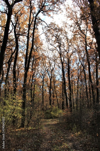 Trees with yellow leaves in the autumn forest on a clear Sunny day