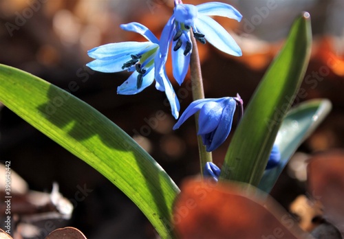 Wallpaper Mural The first snowdrops grow through last year's foliage in the spring forest Torontodigital.ca