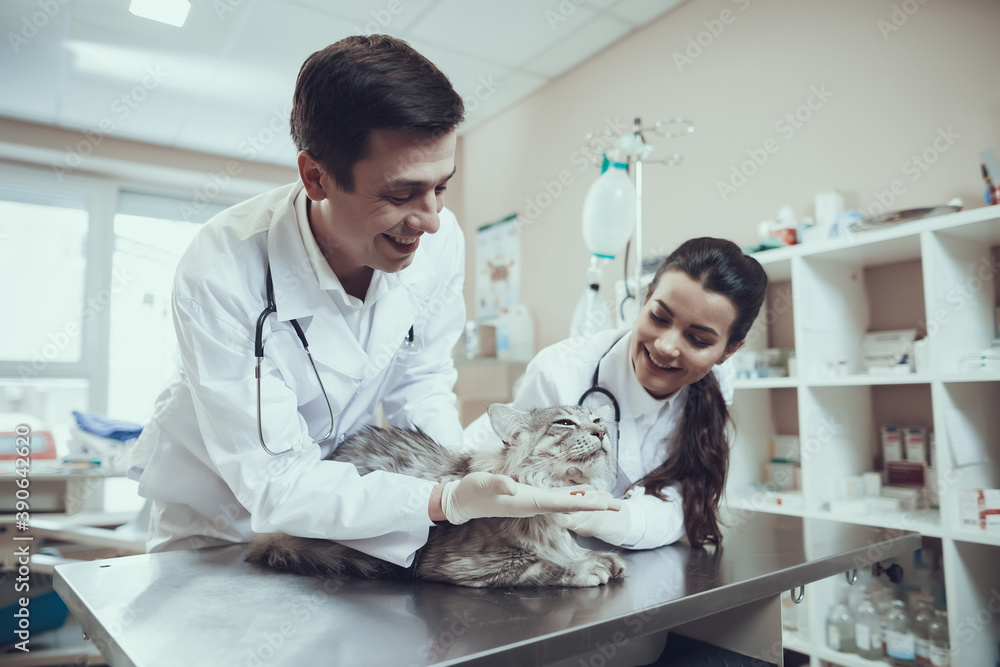 Obraz premium Man giving pills to cat in veterinary clinic. 