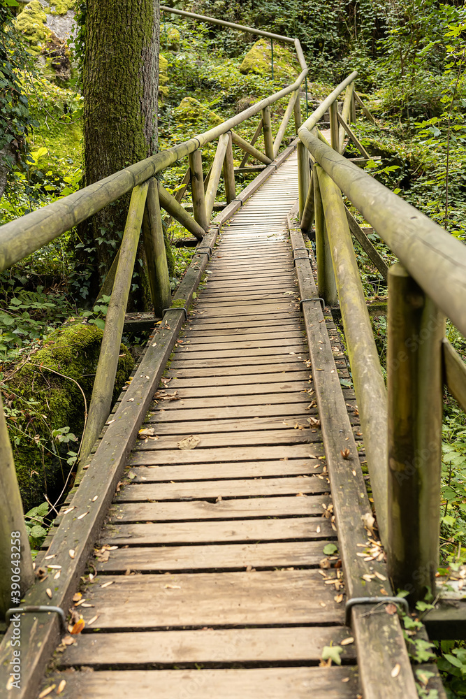 Forest paths in black forest in Germany