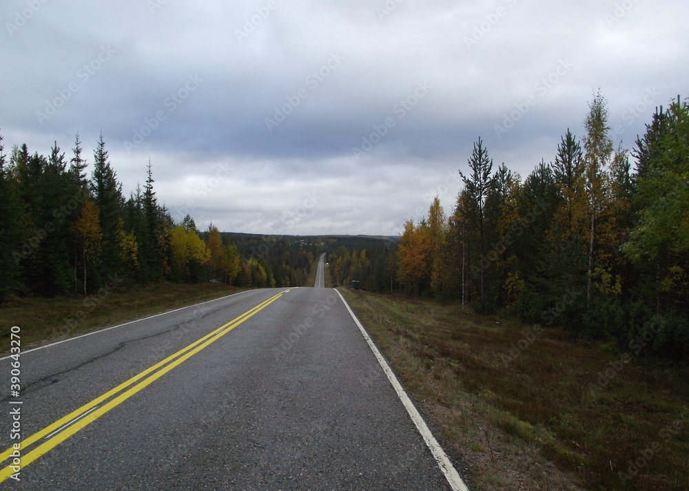Fototapeta premium road in autumn