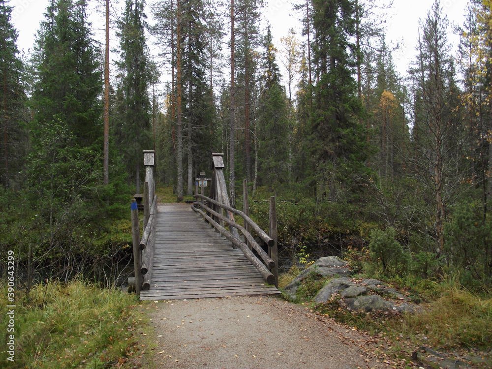 Obraz premium bridge in the woods