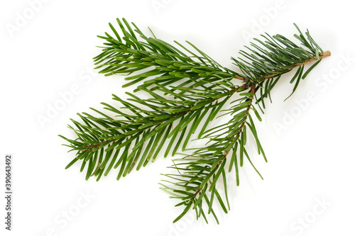 Branch of Nordmann Fir Christmas Tree. Green spruce, pine branch with needles. Isolated on white background. Close up top view.