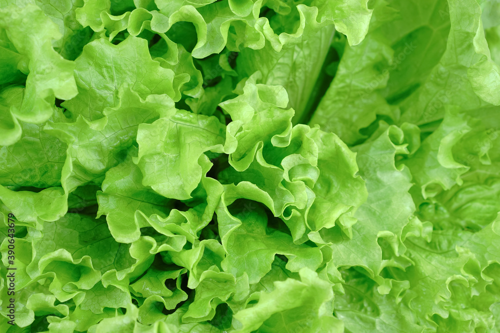 Fresh lettuce. Salad ingredient. Leaf vegetable. Lettuce background. Fresh lettuce. Salad ingredient. Leaf vegetable. Lettuce background.