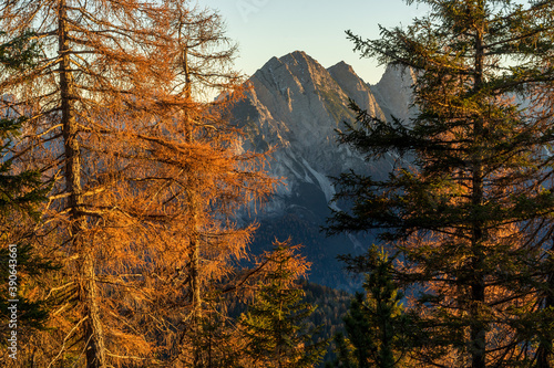 mountain in the trees