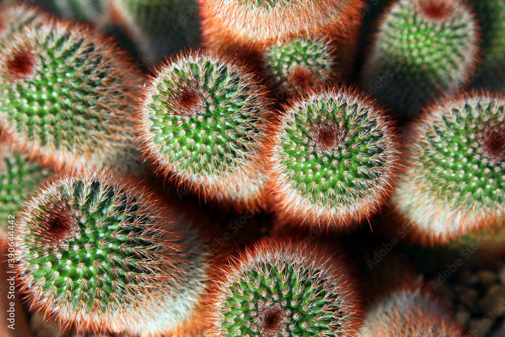 Close up of green and red cacti
Close up of green and red cacti