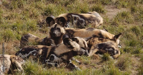 African Wild Dogs Resting Together In Safari Park photo