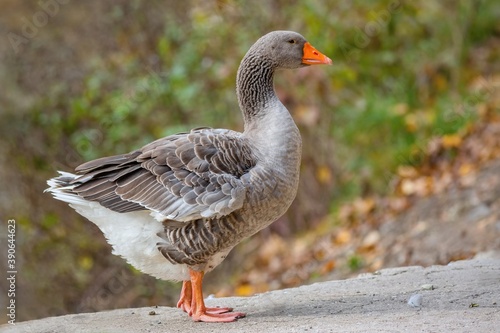 Close up image of a domestic grey and white coloured landaise goose with bright orange beak and legs standing on the lakeside. Blurry green, brown and yellow background.