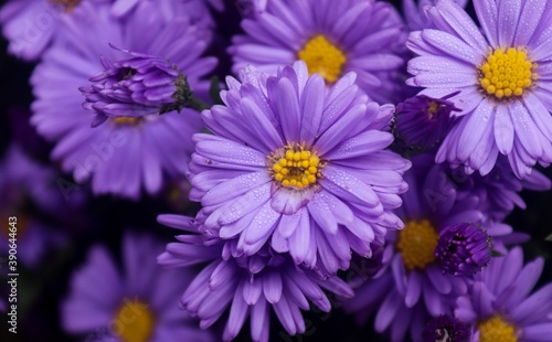 close up of a flower  violet  nature and flora