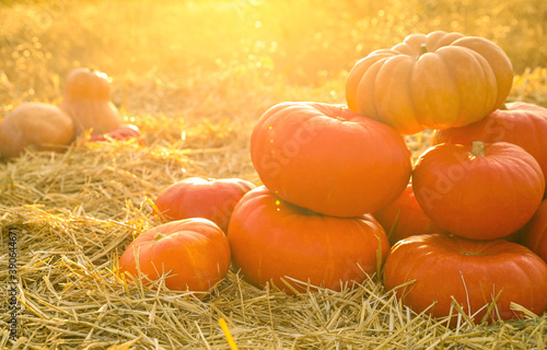 Ripe orange pumpkins among straw in field
