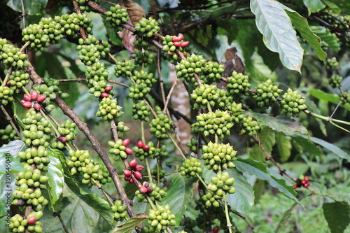 Bilde på lerret Robusta coffee plant with branch full of green coffee on nature background