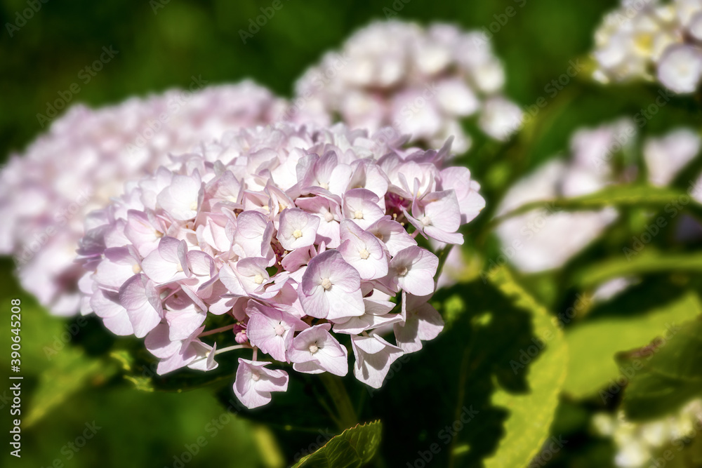 Close-up of pink flowers of hydrangea or hortensia Plant in Italian garden Close-up of pink flowers of hydrangea or hortensia Plant in Italian garden