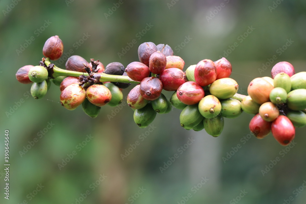 Robusta Coffee berries close-up. Ripe and green coffee beans of robusta Robusta Coffee berries close-up. Ripe and green coffee beans of robusta