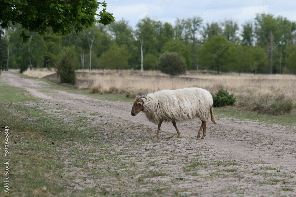 Drents heideschaap op het Dwingelderveld Drents heideschaap op het Dwingelderveld
