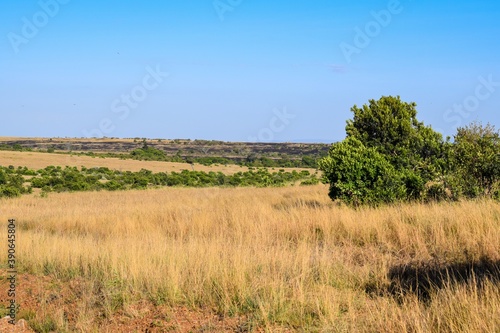 Kenya  landscape of maasai mara park