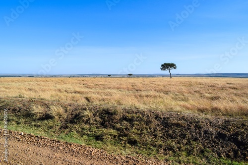 Kenya: landscape of maasai mara park © NAEPHOTO