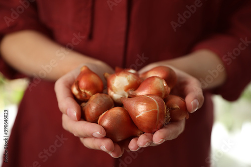 Woman holding pile of tulip bulbs on blurred background, closeup