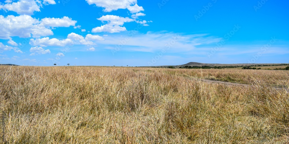 Kenya: landscape of maasai mara park