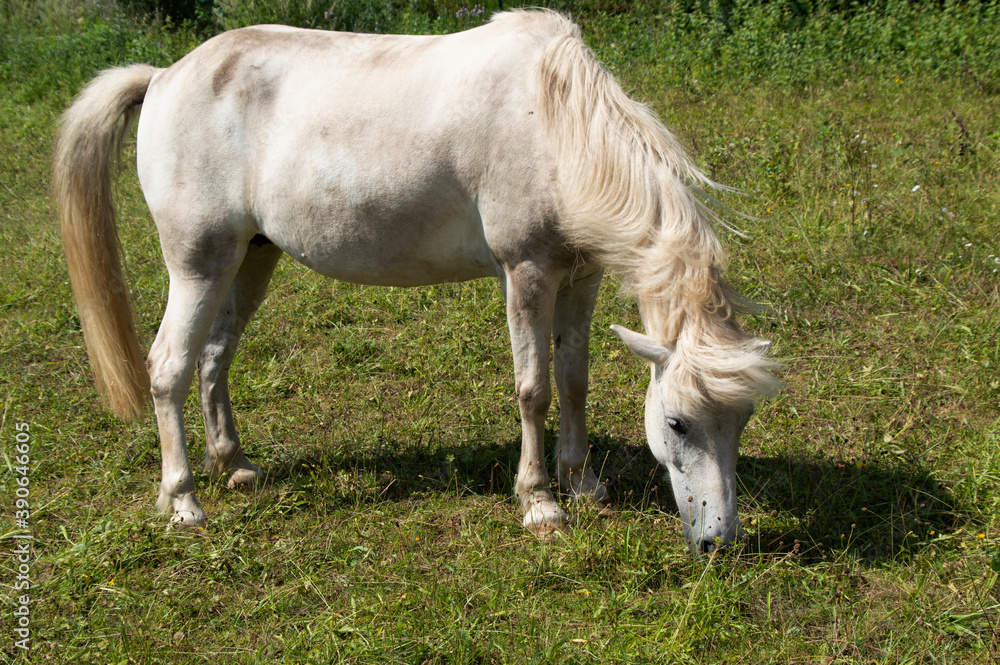 grey icelandic horse grazing outdoors