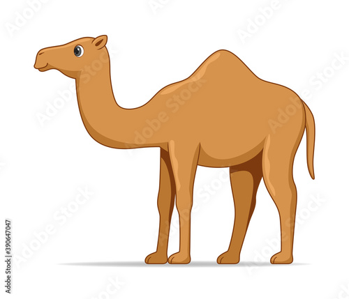 Dromedary camel animal standing on a white background
