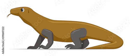 Komodo dragon animal standing on a white background