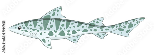 Leopard shark fish on a white background