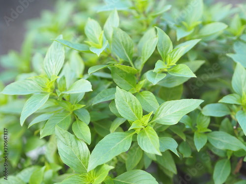 Sweet basil is light green with wide leaves while Thai basil has purple stems and flowers and spear-like leaves